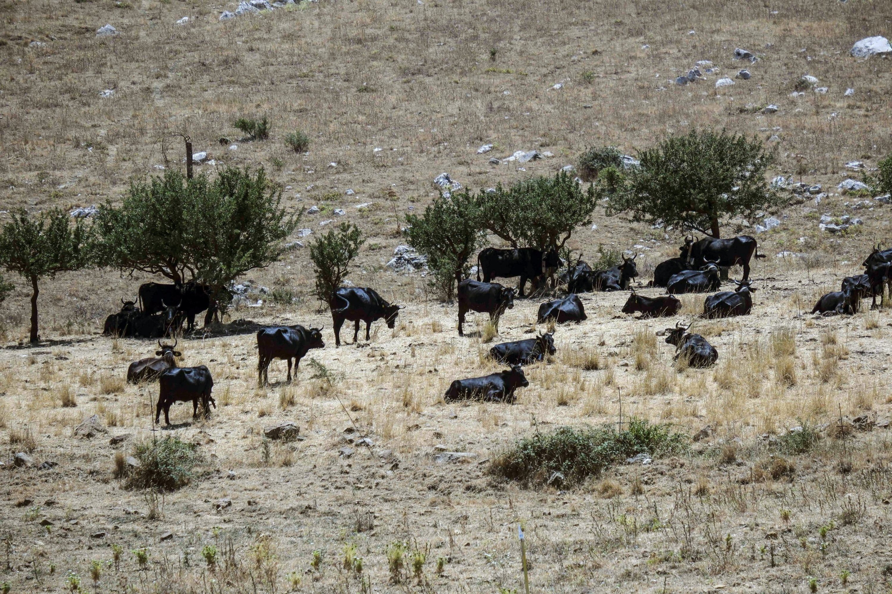 Cows stand in the sun on dry pastures at Piana degi Albanesi lake is reduced to a puddle near Palermo, Sicily Island, Italy, July 29, 2024. (EPA Photo)