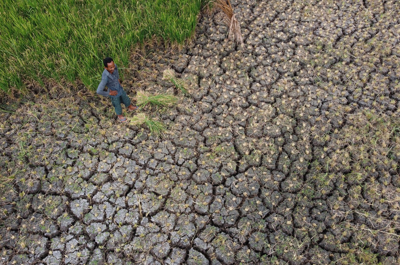 A local farmer forcibly harvests rice due to a long drought, in Lampeunurut, Aceh, Indonesia, July 29, 2024. (EPA Photo)