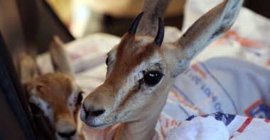 Two of the eight Rhim gazelles wrapped in protective blankets wait to be transported on a short boat ride to Farwa Island, off the Libyan coast, some 20 Km west of the Tunisian border on July 17, 2024. (AFP Photo)