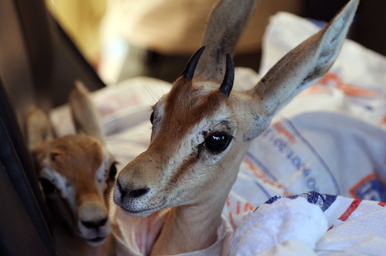 Two of the eight Rhim gazelles wrapped in protective blankets wait to be transported on a short boat ride to Farwa Island, off the Libyan coast, some 20 Km west of the Tunisian border on July 17, 2024. (AFP Photo)