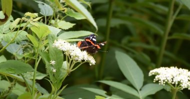 A butterfly is seen in a photo taken by Erdoğan Öğretmen, Trabzon, northern Türkiye, Aug. 3, 2024. (AA Photo)