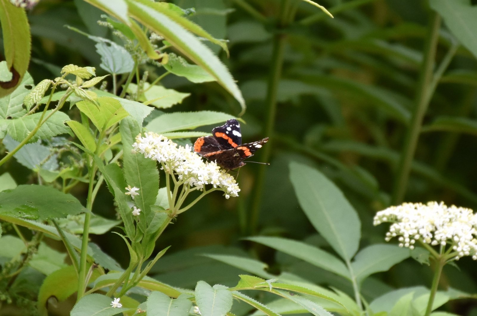 A butterfly is seen in a photo taken by Erdoğan Öğretmen, Trabzon, northern Türkiye, Aug. 3, 2024. (AA Photo)