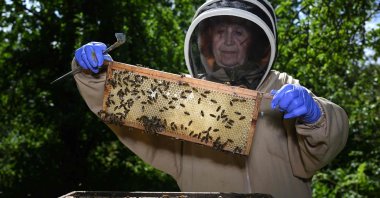 Beekeeper Lynne poses with bees on a frame from her bee hive at Westley Cottage in East Huntspill, Somerset, western England, July 16, 2024. (AFP Photo)