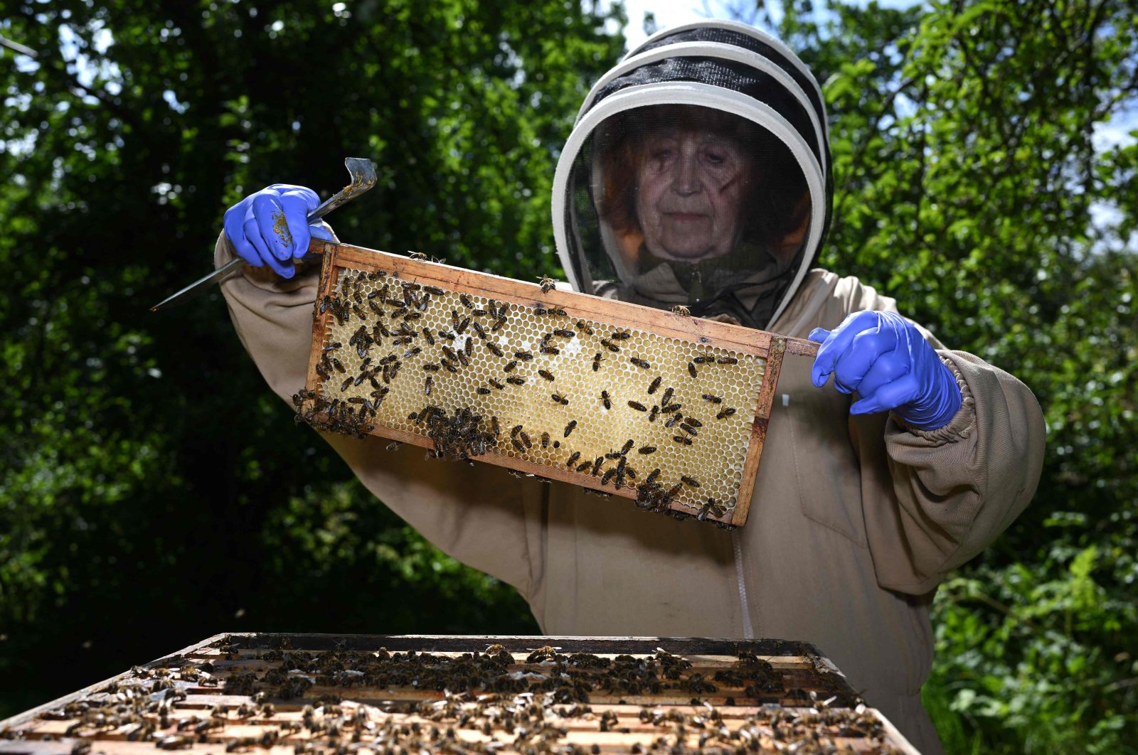 Beekeeper Lynne poses with bees on a frame from her bee hive at Westley Cottage in East Huntspill, Somerset, western England, July 16, 2024. (AFP Photo)