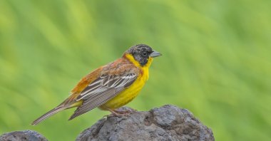Kabaklı Pond at Dicle University hosts over 150 bird species in Diyarbakır, Türkiye, May 2, 2024. (DHA Photo)