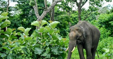 An elephant walks past plants at the Mudumalai National Park in the Nilgiri Mountains, Tamil Nadu state, India, July 30, 2024. (AFP Photo)