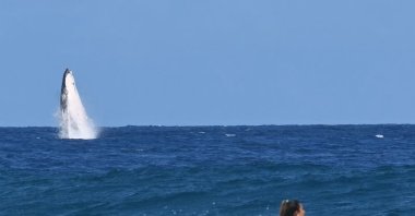 A whale breaches as Costa Rica&#039;s Brisa Hennessy (R) competes in the women&#039;s surfing semi-finals, during the Paris 2024 Olympic Games, Teahupo&#039;o, Tahiti, Aug. 5, 2024. (AFP Photo)