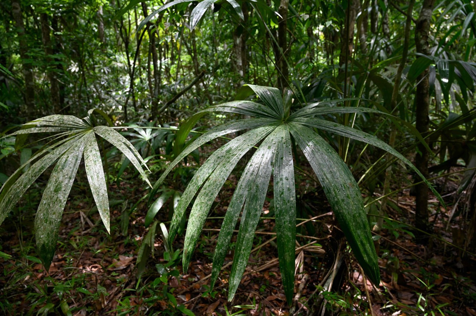 The forest is pictured in the Yaloch Management Unit at the Maya Biosphere in Peten, Guatemala, July 26, 2024. (AFP Photo)