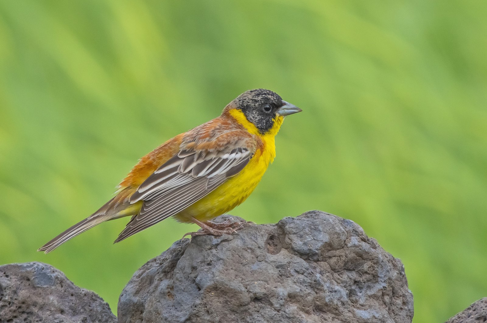 Kabaklı Pond at Dicle University hosts over 150 bird species in Diyarbakır, Türkiye, May 2, 2024. (DHA Photo)