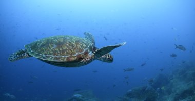 A type of Pacific green sea turtle swims through the water off of Wolf Island, Galapagos, Ecuador, June 10, 2024. (AP Photo)