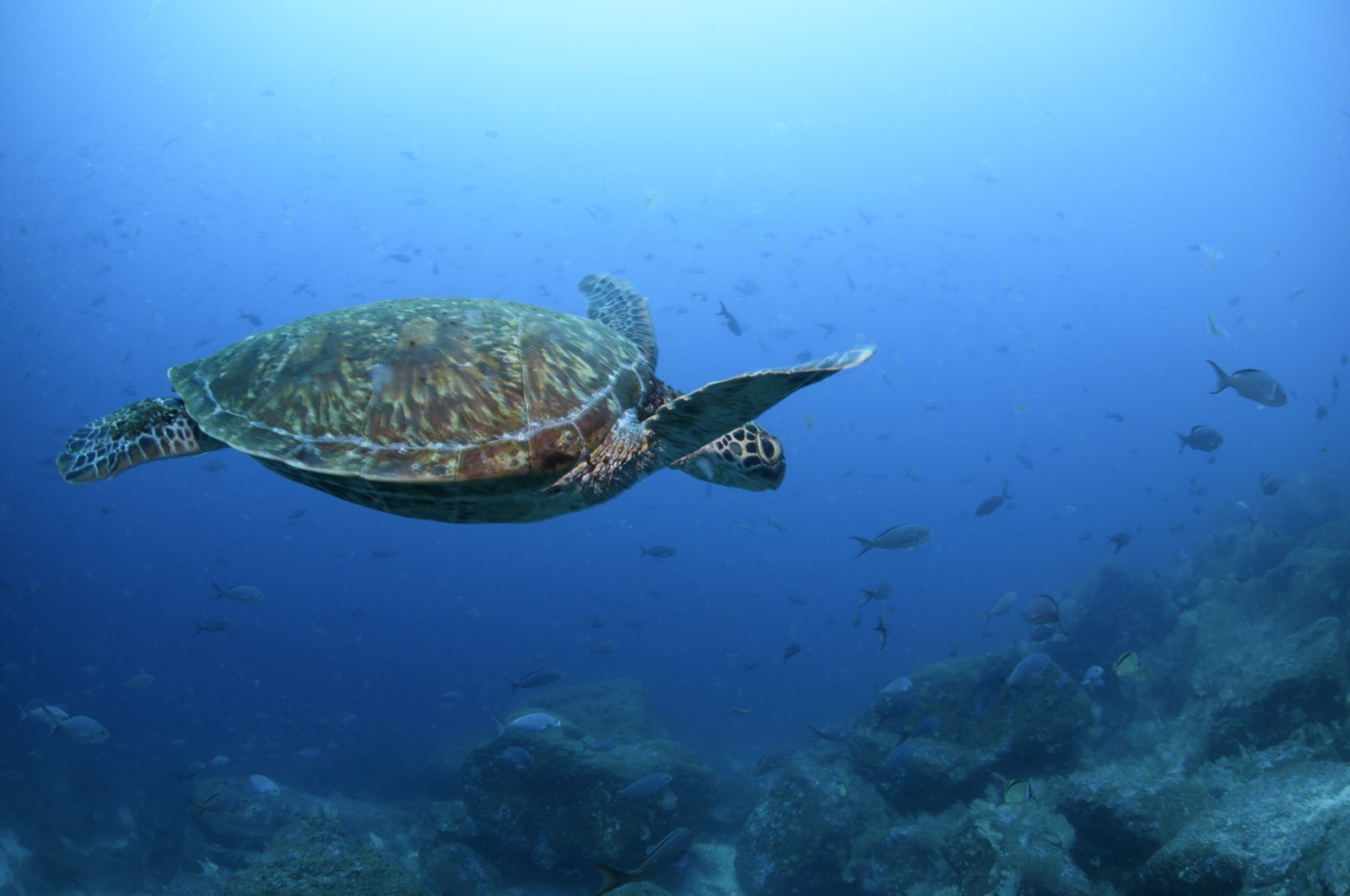 A type of Pacific green sea turtle swims through the water off of Wolf Island, Galapagos, Ecuador, June 10, 2024. (AP Photo)