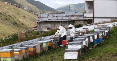 Honey fields in Anzer Village, Rize, Türkiye, Aug. 10, 2024. (AA Photo)