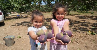 Girls holding the famous Bursa black figs in the fig fields, Bursa, Türkiye, Aug. 11, 2024. (IHA Photo)