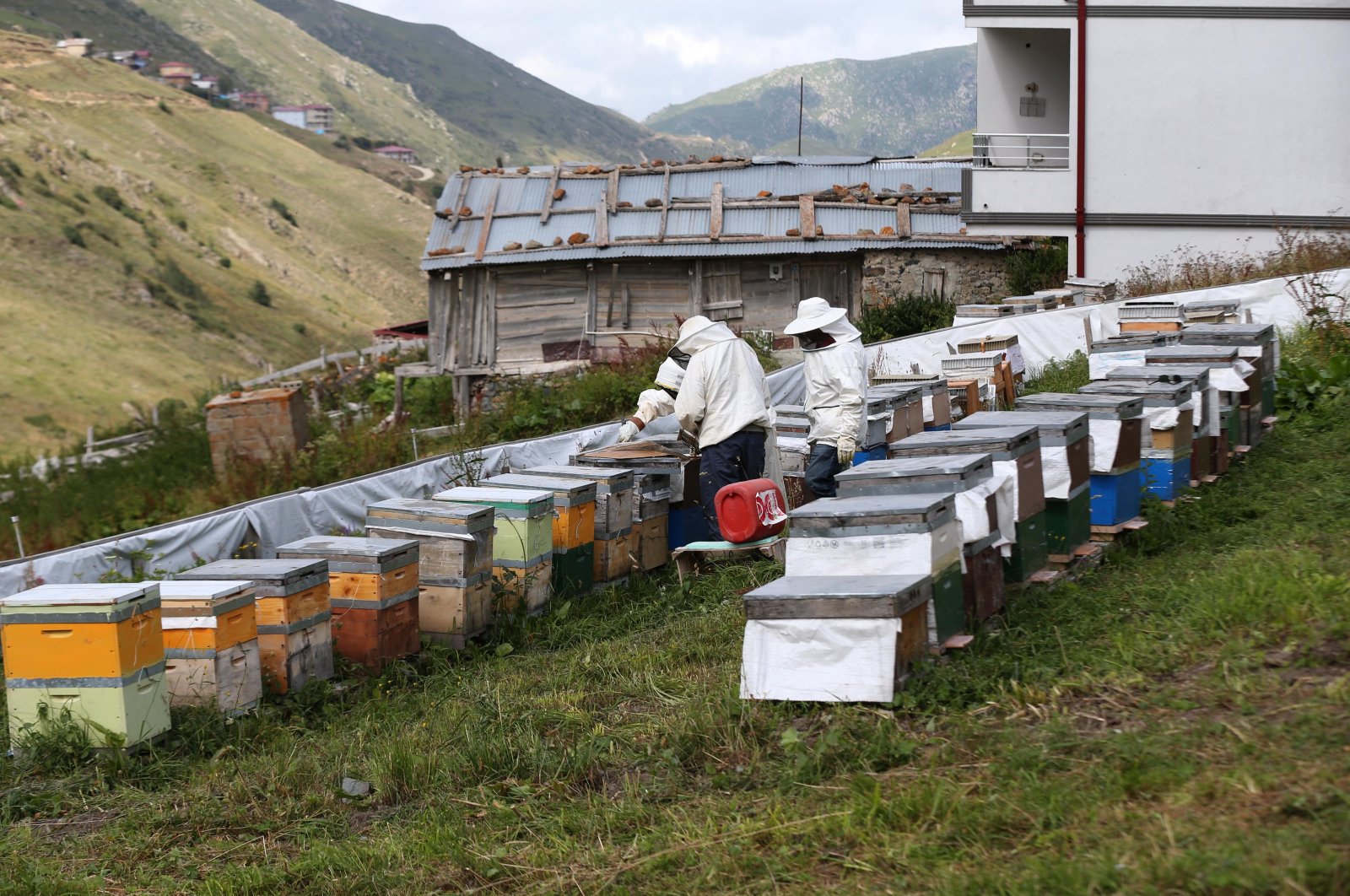 Honey fields in Anzer Village, Rize, Türkiye, Aug. 10, 2024. (AA Photo)