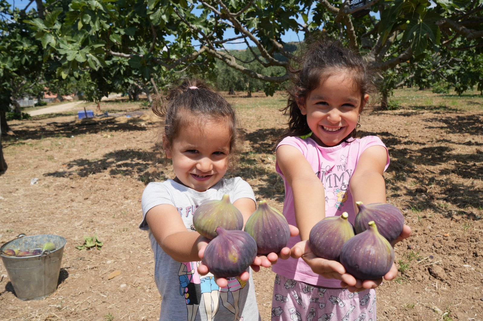 Girls holding the famous Bursa black figs in the fig fields, Bursa, Türkiye, Aug. 11, 2024. (IHA Photo)