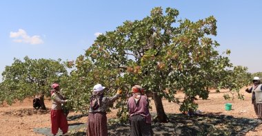 Women harvest pistachios from the trees in Gaziantep, Türkiye, Aug. 11, 2024. (IHA Photo)