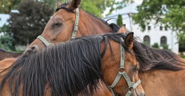 Arabian horses stand in a paddock during the Polish Arabian Horse Days in Janow Podlaski, eastern Poland, Aug. 10, 2024. (EPA Photo)