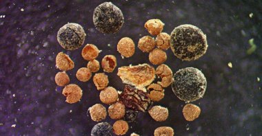 This undated handout image from the University of Vermont shows willow bud scale, Arctic poppy seed, fungal bodies and rock spikemoss megaspores. (AFP Photo)