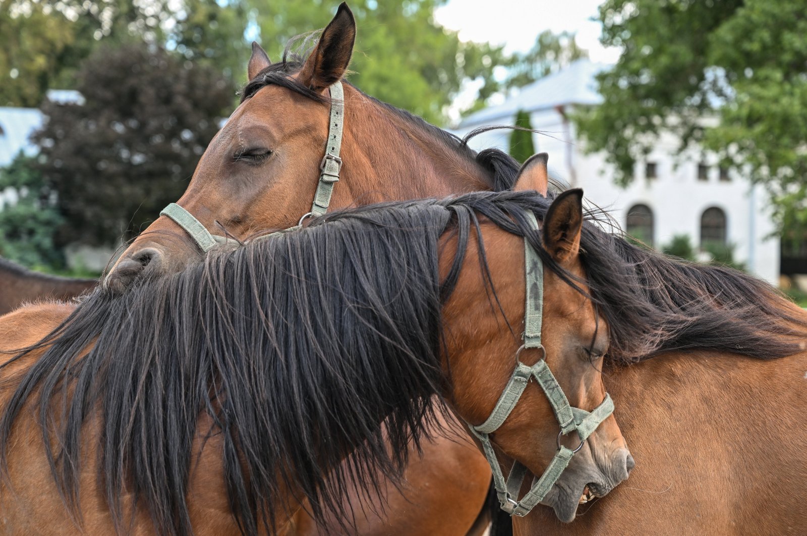 Arabian horses stand in a paddock during the Polish Arabian Horse Days in Janow Podlaski, eastern Poland, Aug. 10, 2024. (EPA Photo)