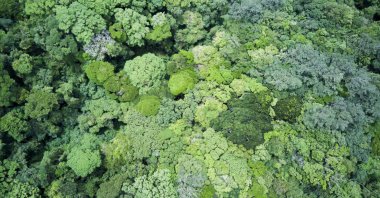 A picture taken with a drone of treetops in a forest in the Vara Blanca area, northwest of San Jose, Costa Rica, July 28, 2024. (EPA Photo)