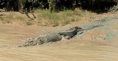 A crocodile moves from the riverbank into the waters of the Adelaide River in Wak Wak, Northern Territory, Australia, July 19, 2024. (Reuters Photo)