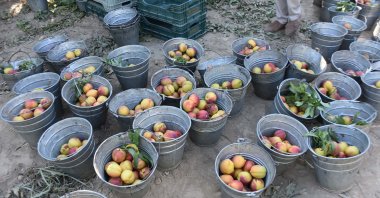 Peaches prepared to be exported, Izmir, Türkiye, Aug. 13, 2024. (DHA Photo) 