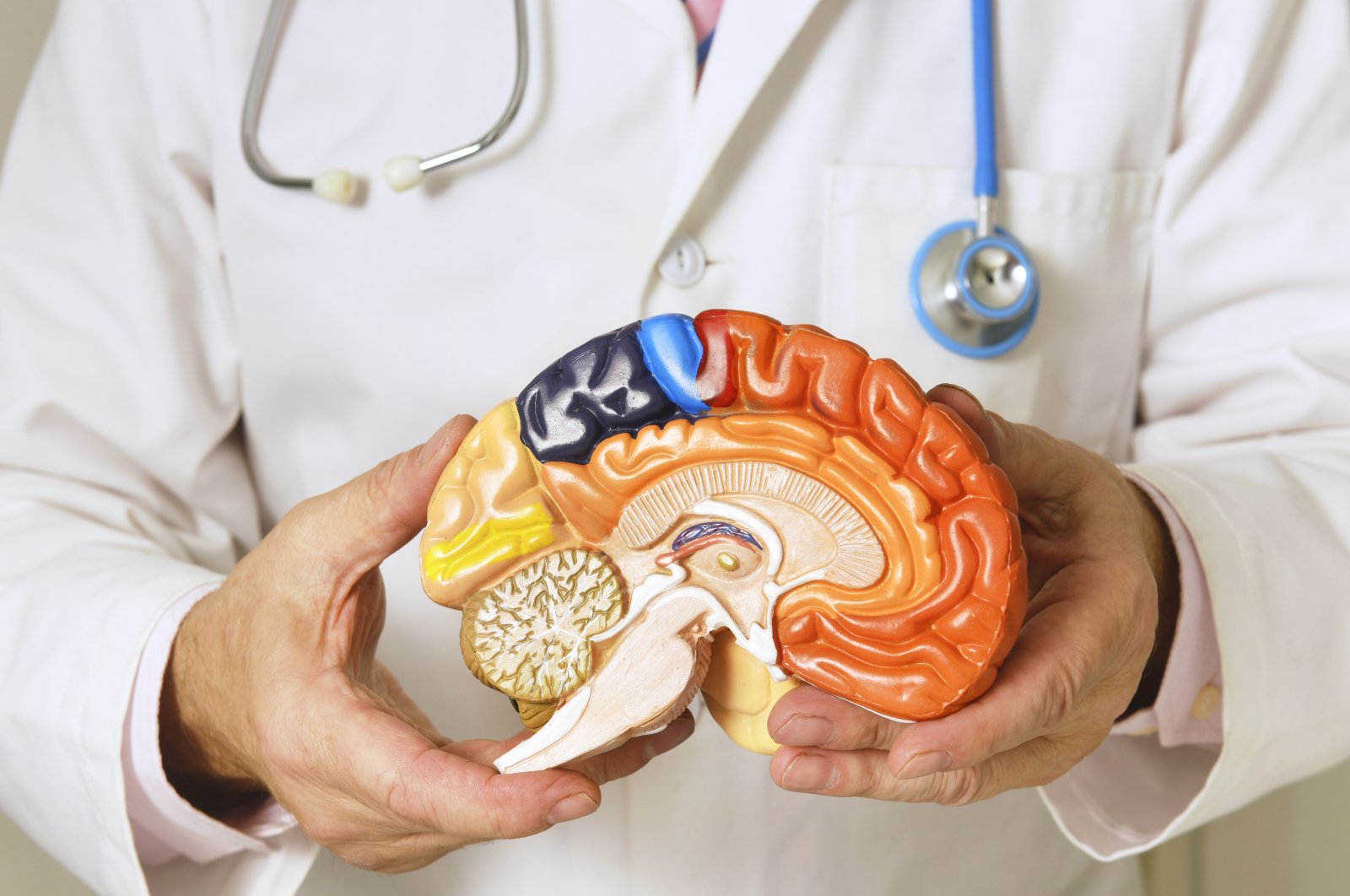 A doctor holds an anatomical model of the brain in his hands. (Getty Images)