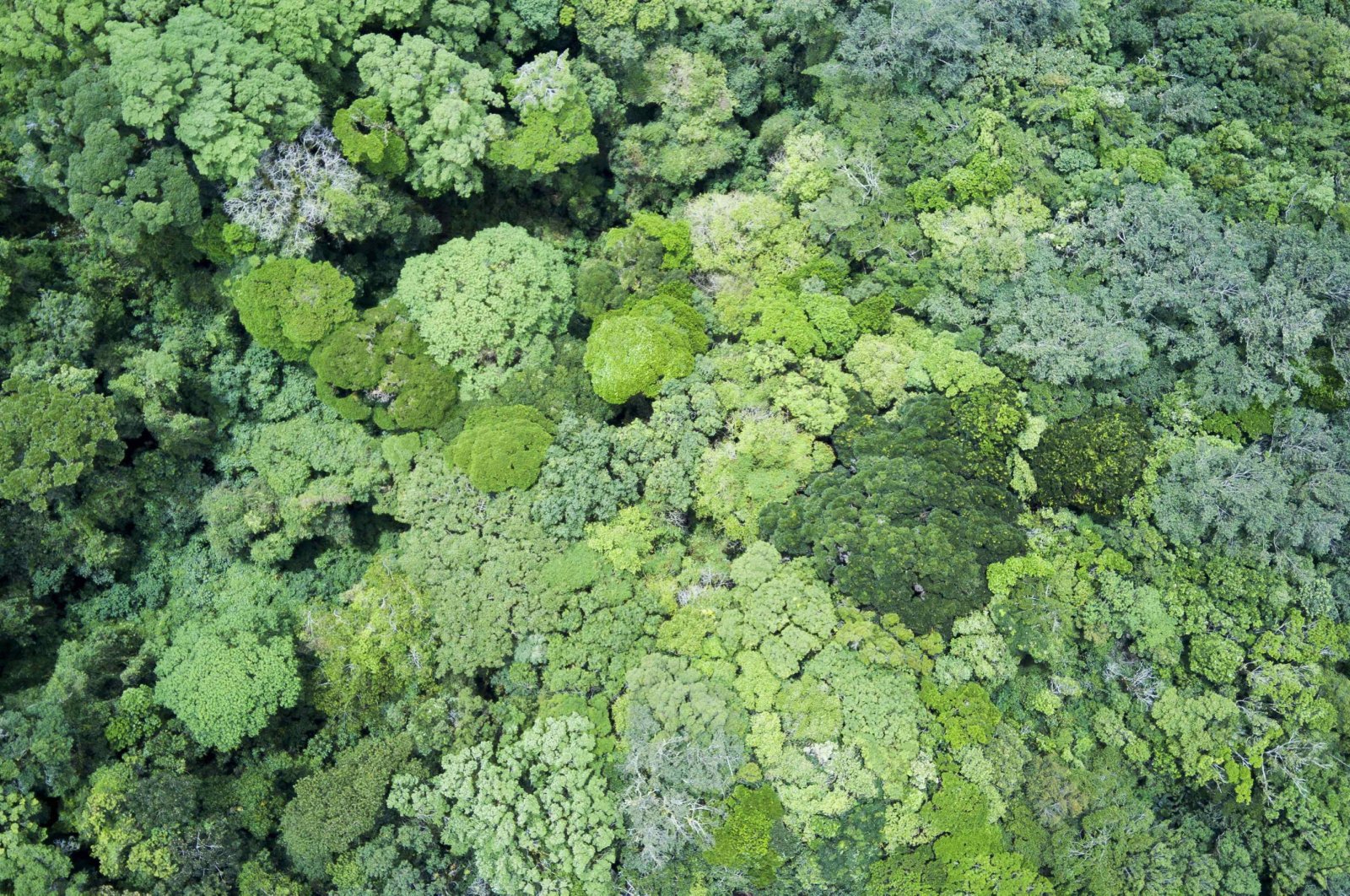 A picture taken with a drone of treetops in a forest in the Vara Blanca area, northwest of San Jose, Costa Rica, July 28, 2024. (EPA Photo)