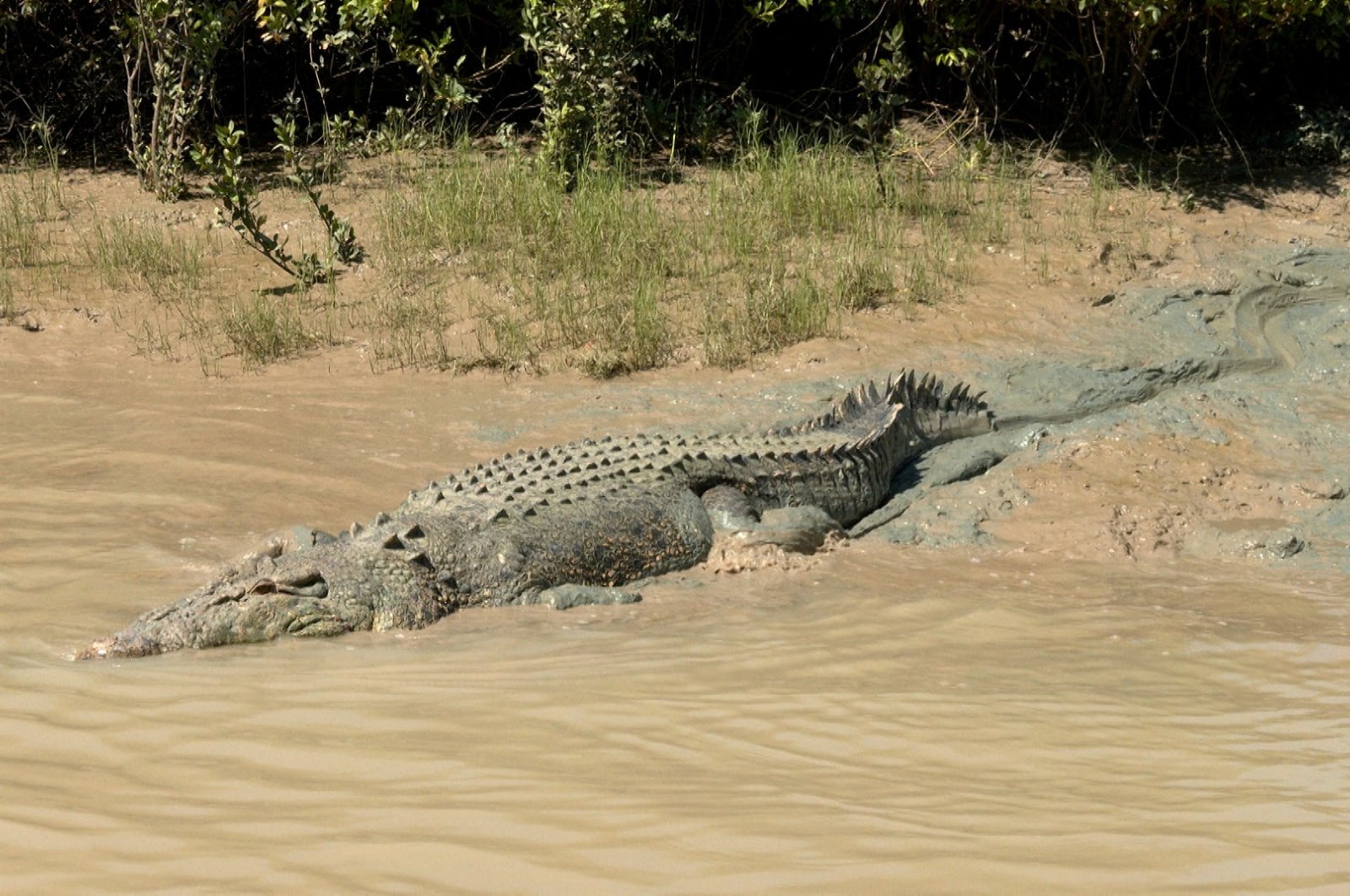 A crocodile moves from the riverbank into the waters of the Adelaide River in Wak Wak, Northern Territory, Australia, July 19, 2024. (Reuters Photo)