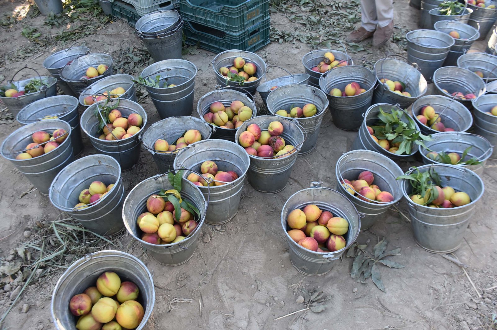 Peaches prepared to be exported, Izmir, Türkiye, Aug. 13, 2024. (DHA Photo) 