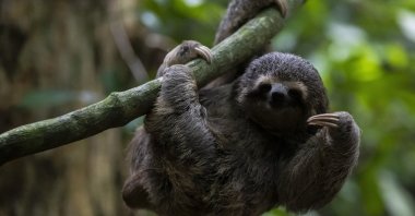 A young sloth hangs from a branch at a botanical garden in Rio de Janeiro, Brazil, March 13, 2023. (AP Photo)