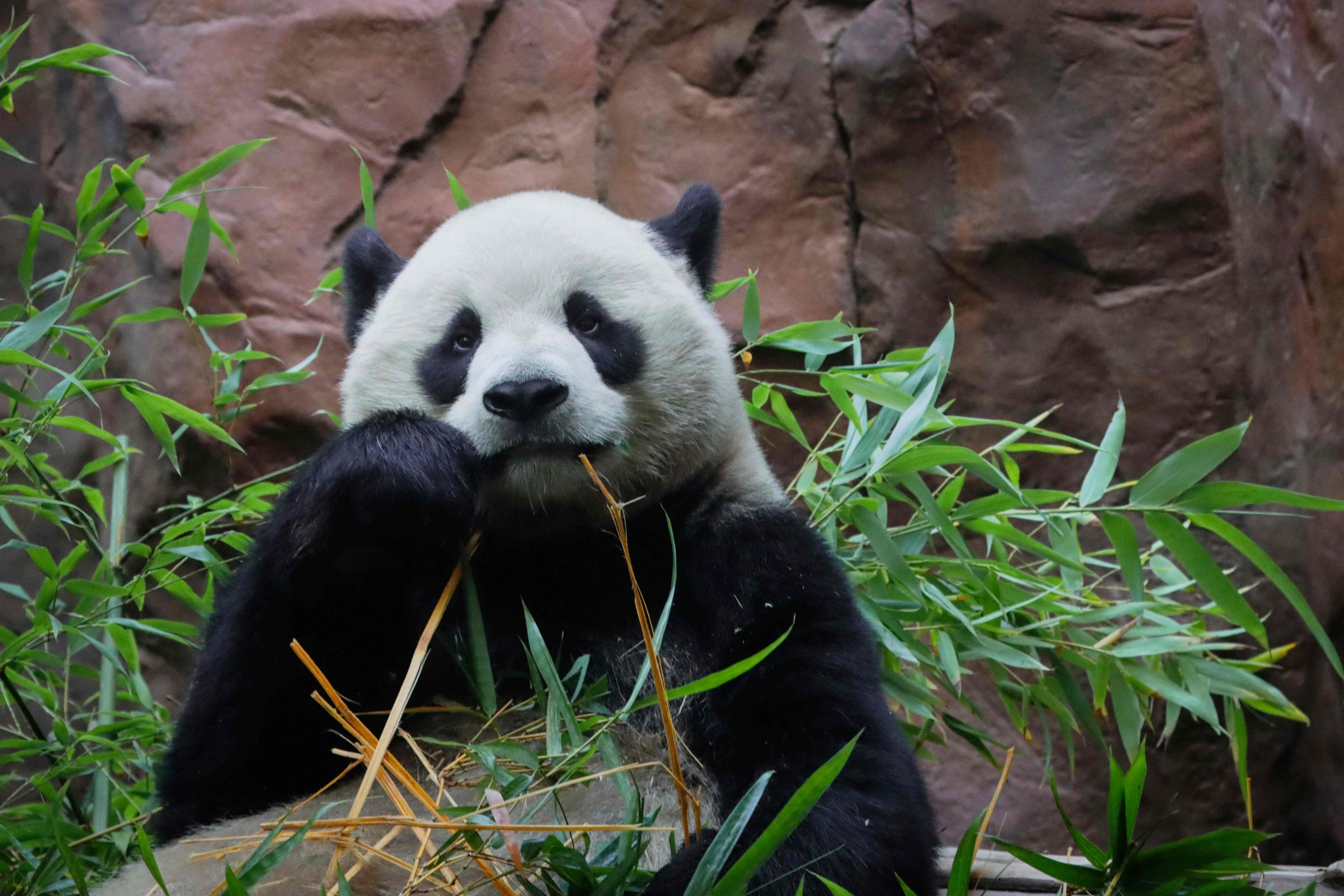 California zoo becomes new home for China’s giant pandas