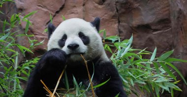 Yun Chuan, a male Panda, is seen during his public debut at the San Diego Zoo, San Diego, California, Aug. 8, 2024. (AFP Photo)