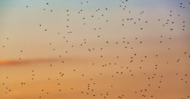 Warmer environments and shorter winters lead to higher populations of insects, like pesky mosquitoes. (Getty Images Photo)