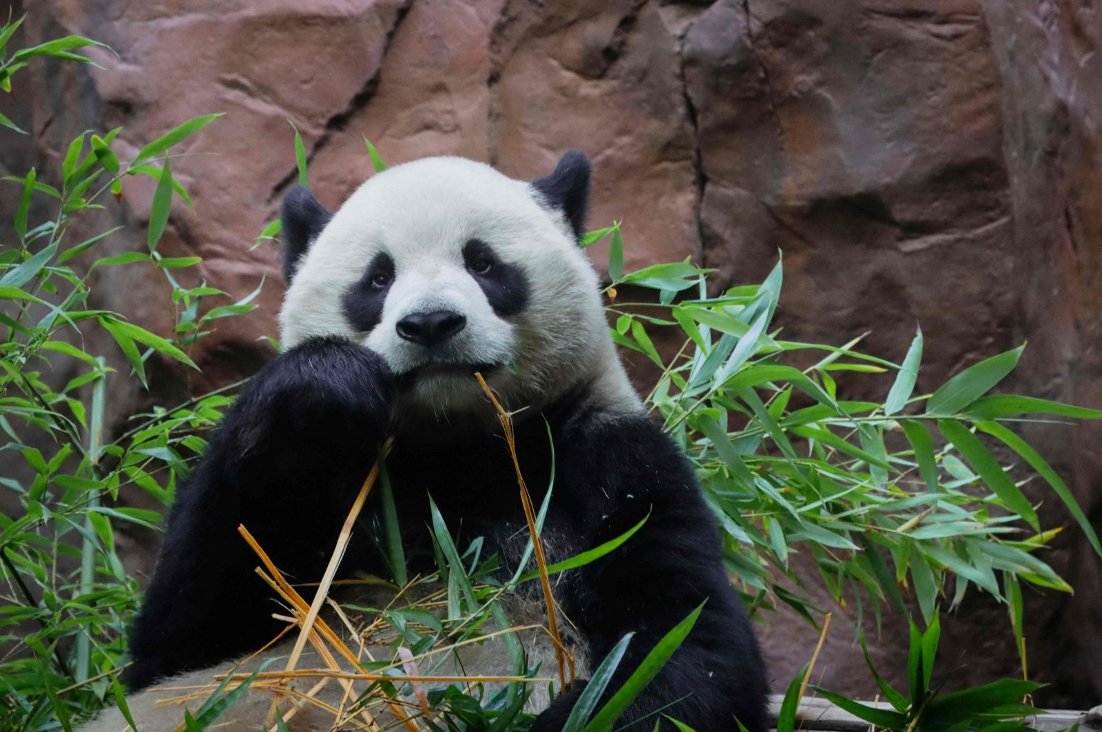 Yun Chuan, a male Panda, is seen during his public debut at the San Diego Zoo, San Diego, California, Aug. 8, 2024. (AFP Photo)