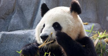 Panda bear Xin Bao eats in the Panda Ridge enclosure at San Diego Zoo, San Diego, California, U.S., Aug. 7, 2024. (Reuters Photo)