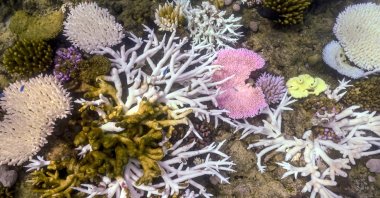 This photo shows bleached and dead coral around Lizard Island on the Great Barrier Reef, located 270 kilometers (167 miles) north of the city of Cairns, Australia, April 5, 2024. (AFP Photo)