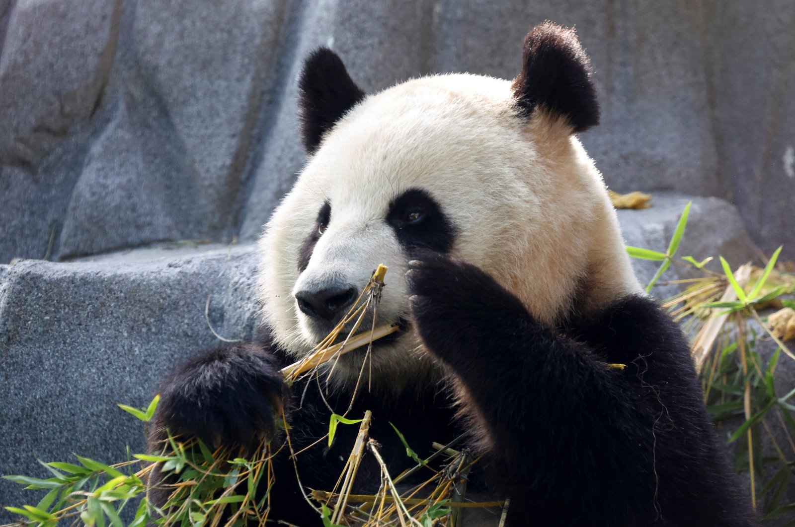 Panda bear Xin Bao eats in the Panda Ridge enclosure at San Diego Zoo, San Diego, California, U.S., Aug. 7, 2024. (Reuters Photo)