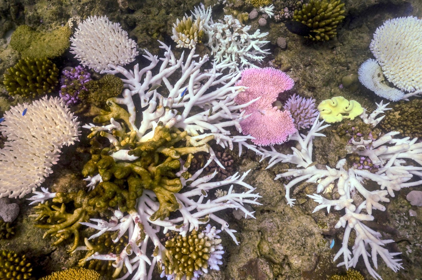 This photo shows bleached and dead coral around Lizard Island on the Great Barrier Reef, located 270 kilometers (167 miles) north of the city of Cairns, Australia, April 5, 2024. (AFP Photo)