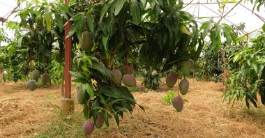Mango trees in Alanya, Türkiye, Aug. 18, 2024. (IHA Photo)