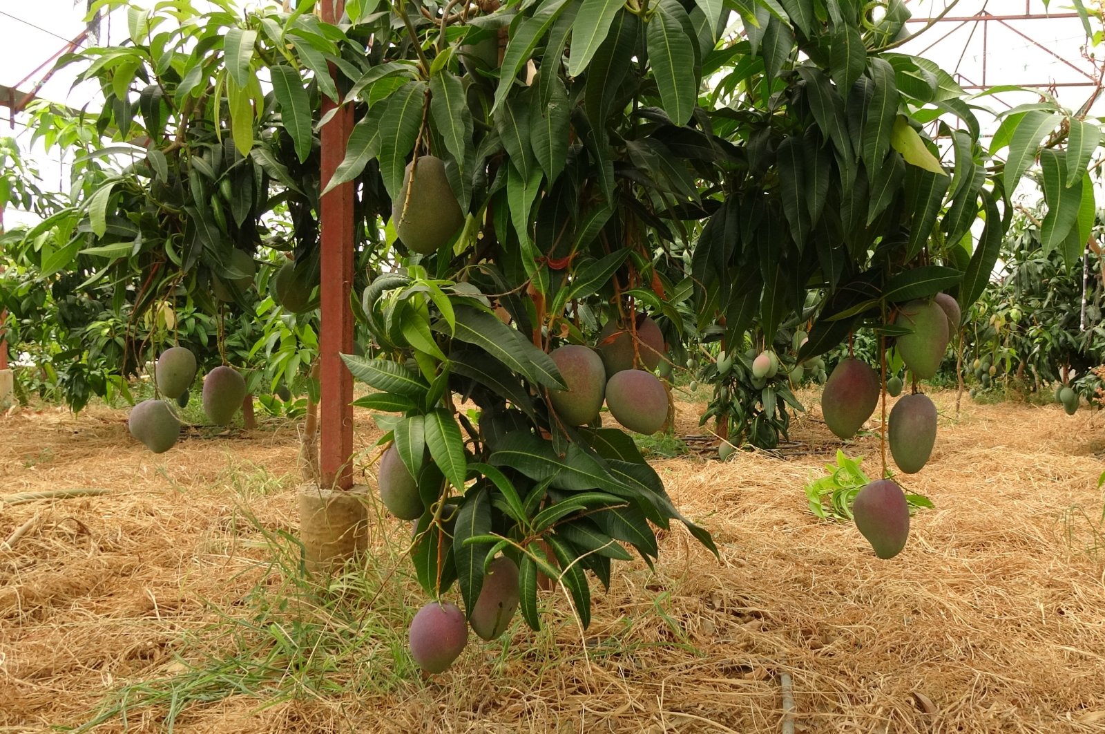 Mango trees in Alanya, Türkiye, Aug. 18, 2024. (IHA Photo)