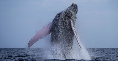 A humpback whale breaches near Iguana Island, Panama, July 14, 2024. (AP Photo)