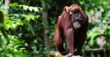 A female Bornean orangutan carries her offspring at a rehabilitation center, Sepilok, Malaysia, Aug. 17, 2024. (Reuters Photo)