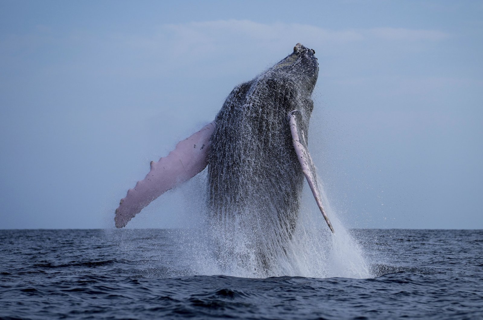 A humpback whale breaches near Iguana Island, Panama, July 14, 2024. (AP Photo)