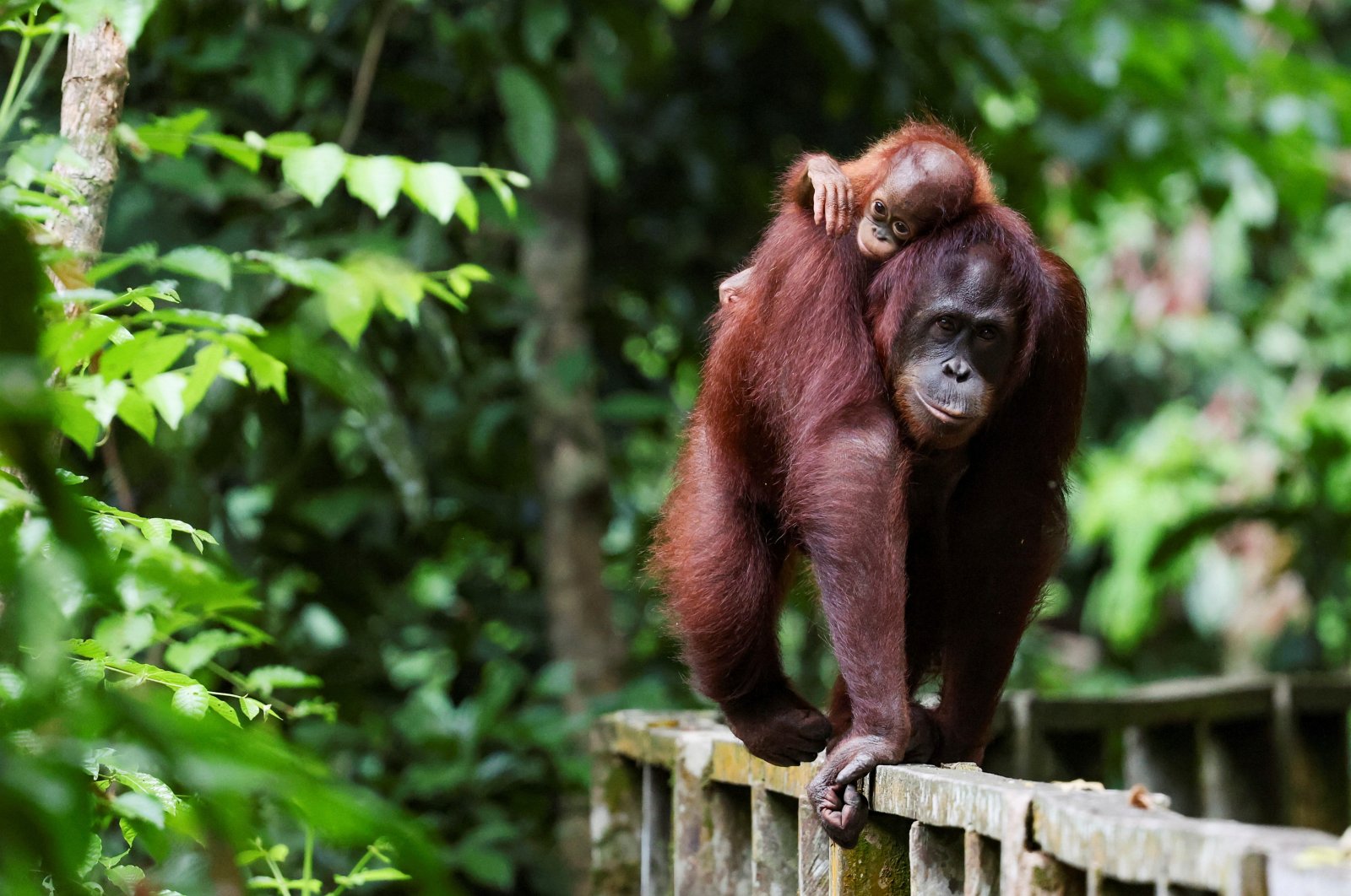 A female Bornean orangutan carries her offspring at a rehabilitation center, Sepilok, Malaysia, Aug. 17, 2024. (Reuters Photo)