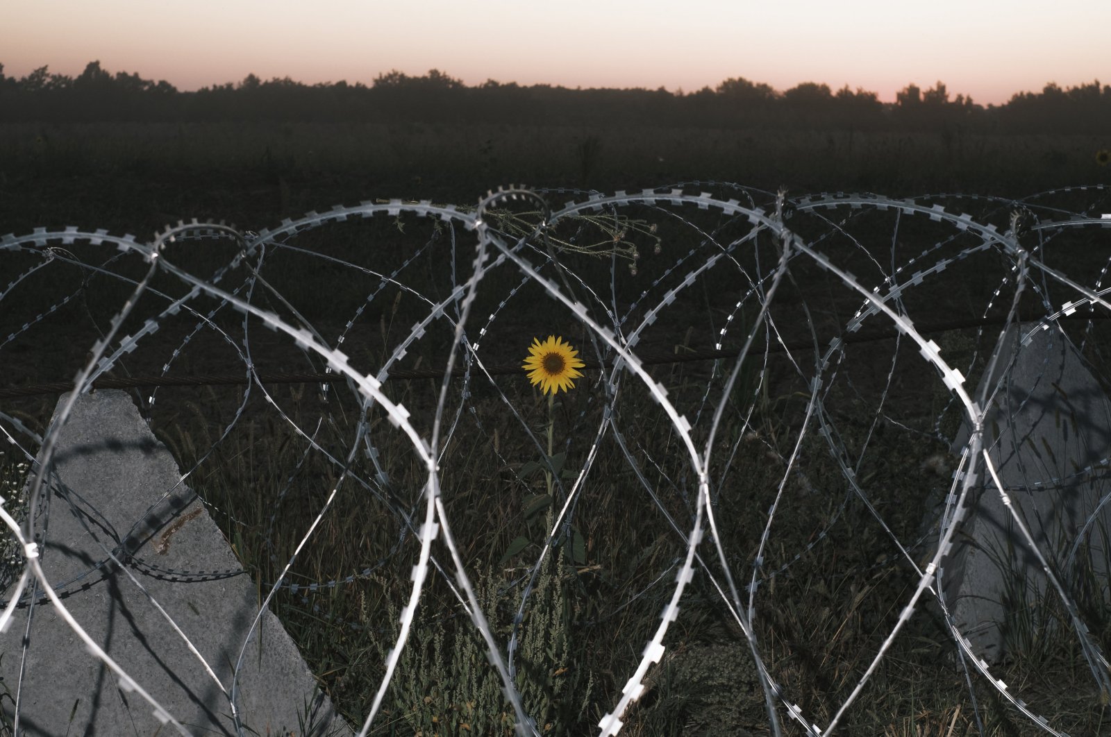 Fortification structures set up not far from the Ukraine-Russia border in the Sumy region near the border with Russia, Ukraine, Aug. 17, 2024. (EPA Photo)