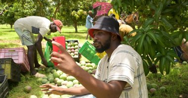 Agro-influencer Mame Abdou Diop prepares social media content in his mango orchard in Gadiaga, Thies region, Senegal, July 25, 2024. (AFP Photo)