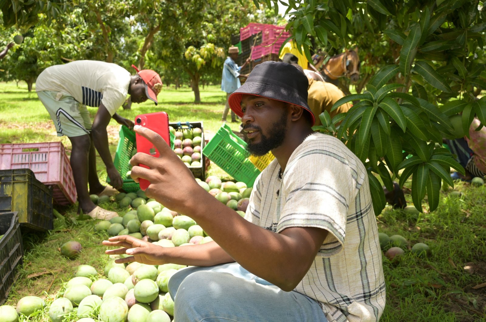 Agro-influencer Mame Abdou Diop prepares social media content in his mango orchard in Gadiaga, Thies region, Senegal, July 25, 2024. (AFP Photo)