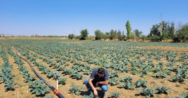 Officials conduct a quality analysis of a field of broccoli in Afyonkarahisar, western Türkiye, Aug. 21, 2024. (IHA Photo)