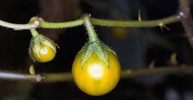 This undated image provided by Bugwood.org shows toxic horsenettle fruits, which closely resemble cherry tomatoes. (AP Photo)